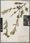Foto von Salix aegyptiaca L.